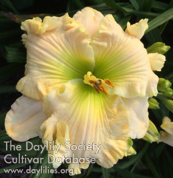 Daylily Holy Lamb